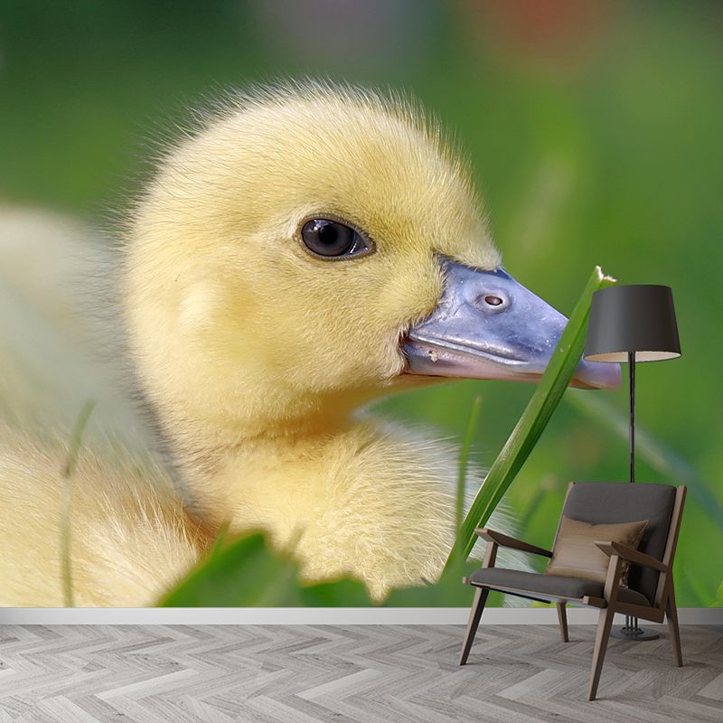 Photography Animal Duck Mural Wallpaper Environment Friendly for Living Room