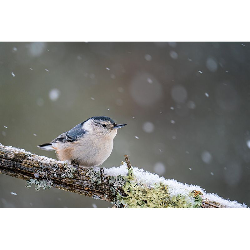 Bird Print Mildew Resistant Wall Mural Wild Animal Wallpaper Room Wall Mural