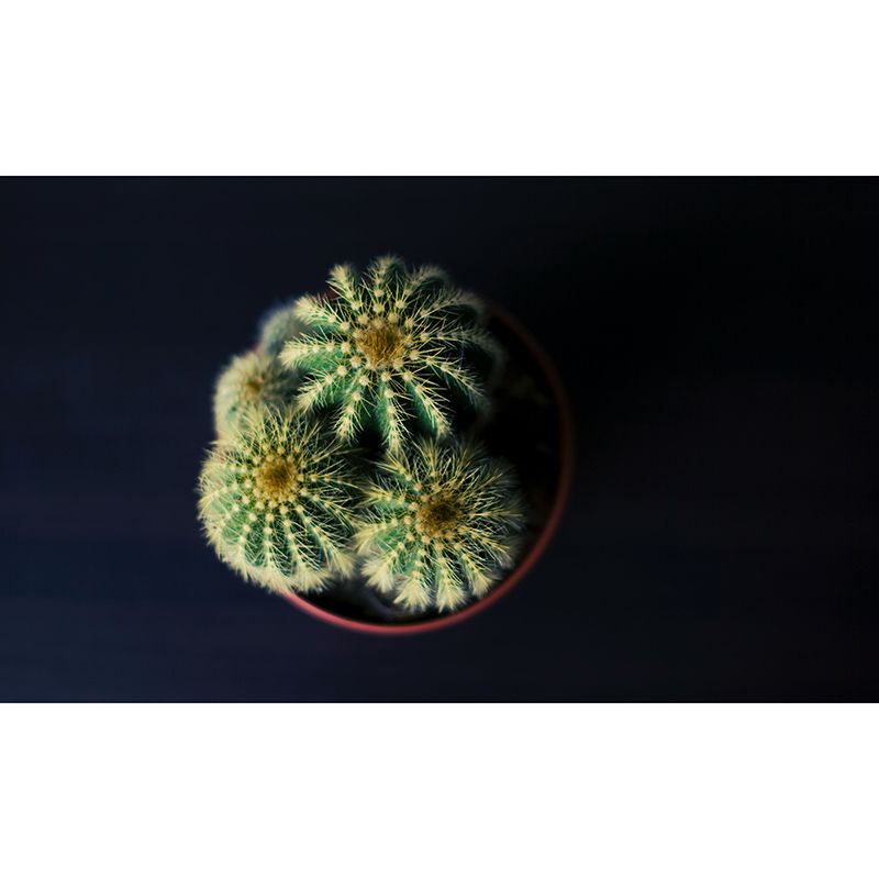 Cactus Plant Mural Contemporary Home Decor for Sitting Room, Water Resistant