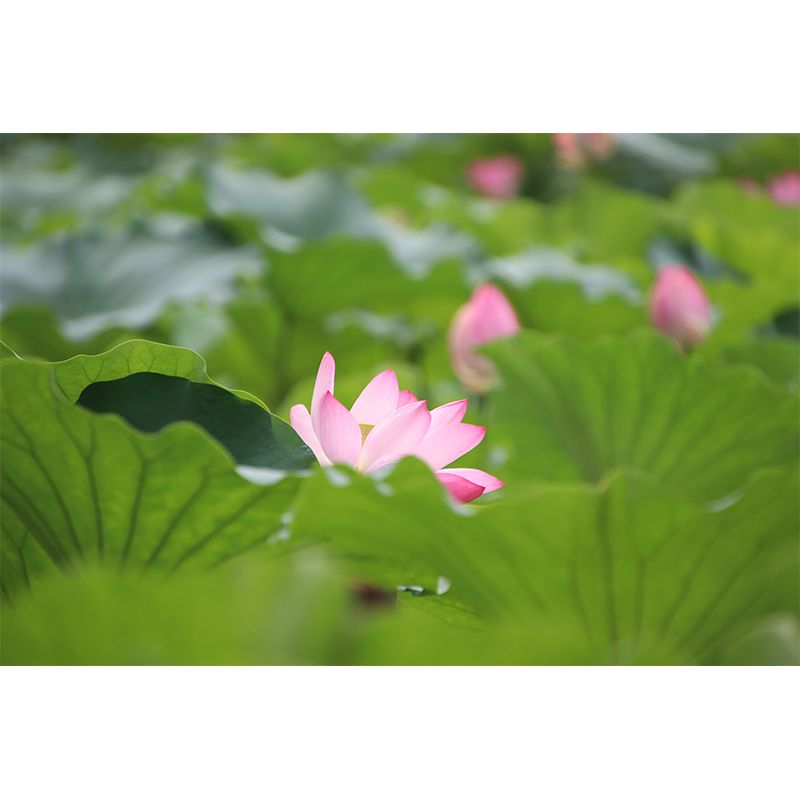 Pure Lotus Mural Wallpaper in Pink Bedroom Decorative Wall Covering, Custom-Printed