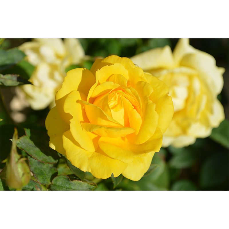 Customized Rose Wall Mural Environment Friendly Wallpaper for Guest Room Decoration