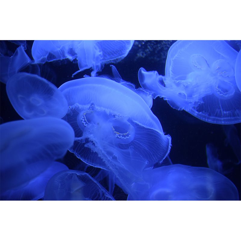 Tropical Sea Creatures Removable Wall Mural for Sleeping Room Home Decor