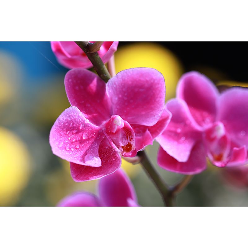 Cymbidium Murals for Sleeping Room Personalized Wall Decor, Moisture Resistant