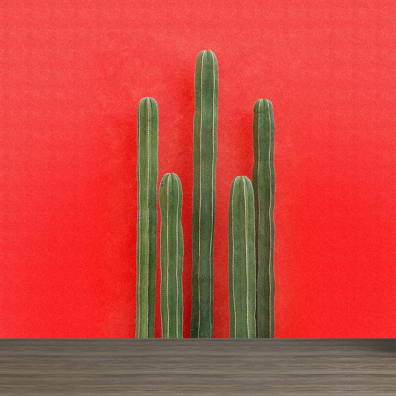 Illustration 3D Illusion Cactus Mural Giant Wall Covering for Dining Room, Custom