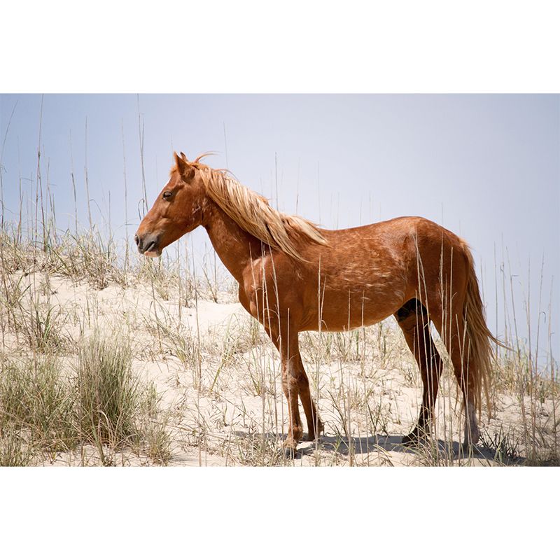 Horizontal Photography Horse Wall Mural Decorative Mildew Resistant for Living Room