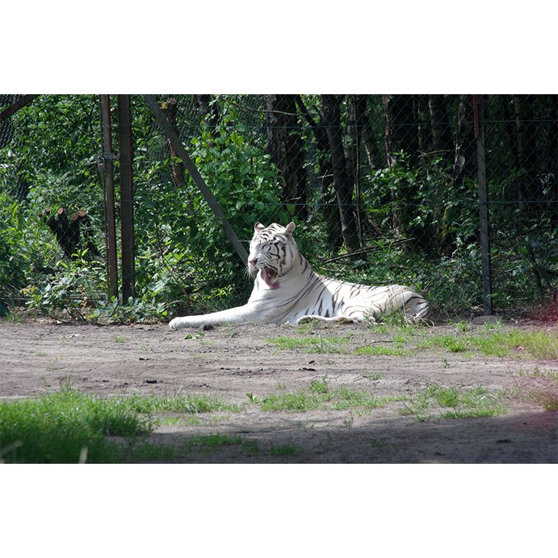 Tiger Animal Wall Mural Stain Resistant Wall Covering for Living Room Bedroom