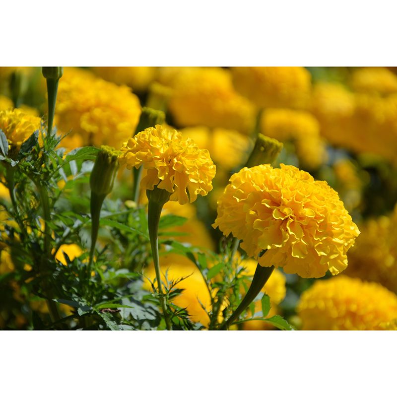 Modern Marigold Mural Wallpaper Stain Resistant Wall Covering for Living Room