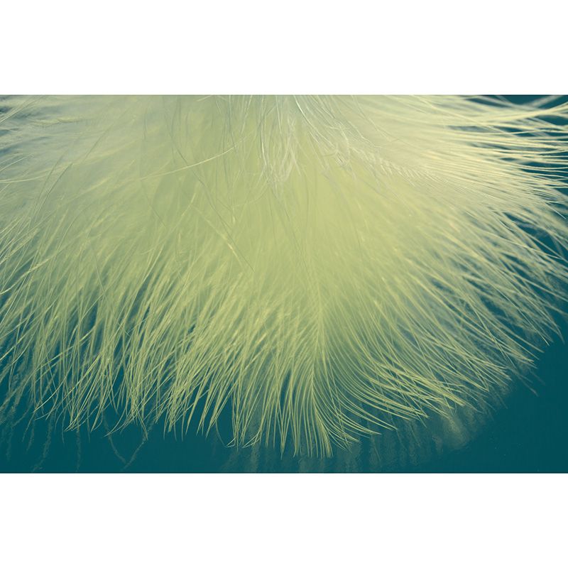 Nordic Style Feather Wall Mural Home Decoration Removable Mural for Living Room