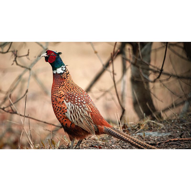 Pheasant Wall Decor Mural Moisture Resistant Living Room Wall Covering