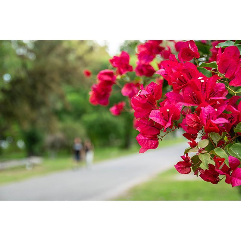 Minimalism Style Bougainvillea Wall Mural Decorative Photography for Living Room
