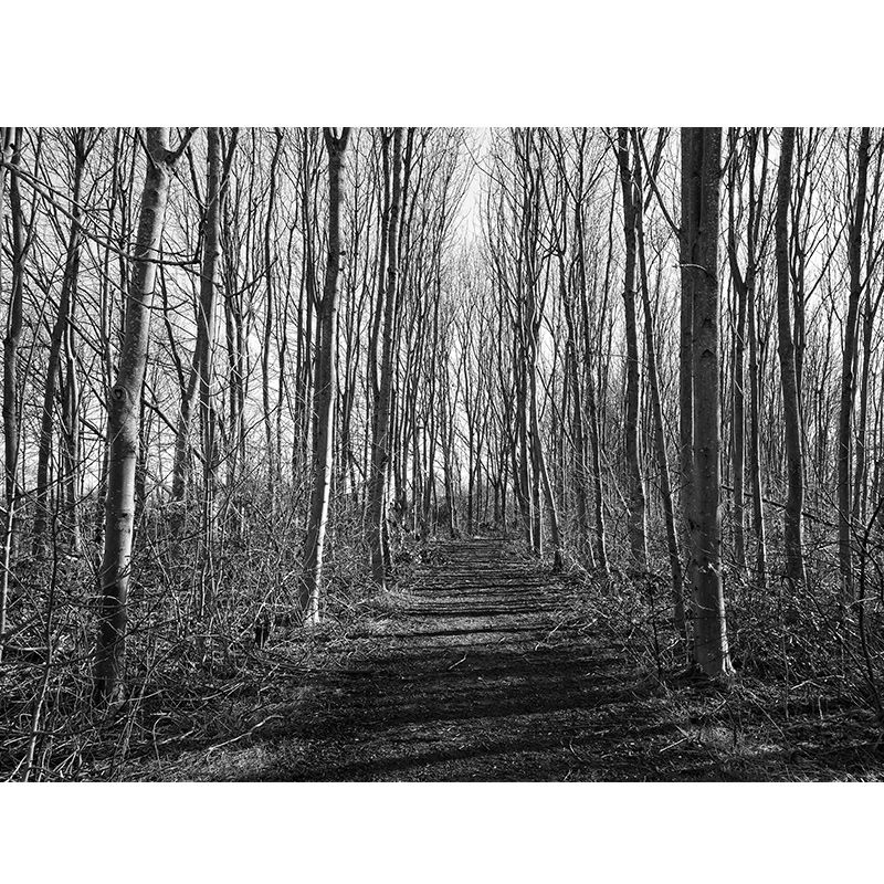 Photography Wall Mural Wallpaper Outdoor Path Living Room Wall Mural