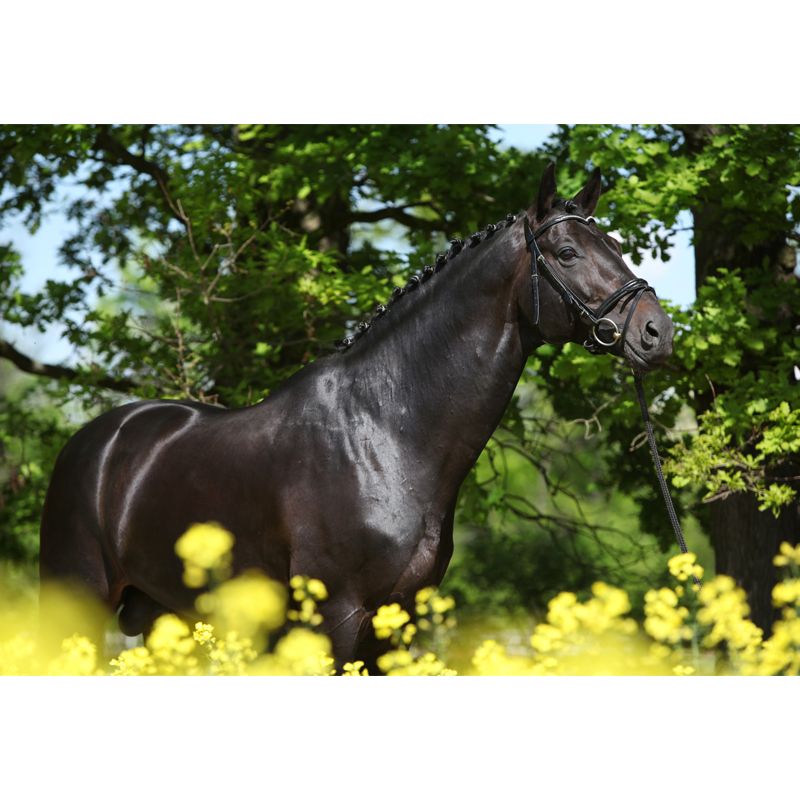 Contemporary Asian Horse Mural Wallpaper Light Color Nature Animals Wall Covering