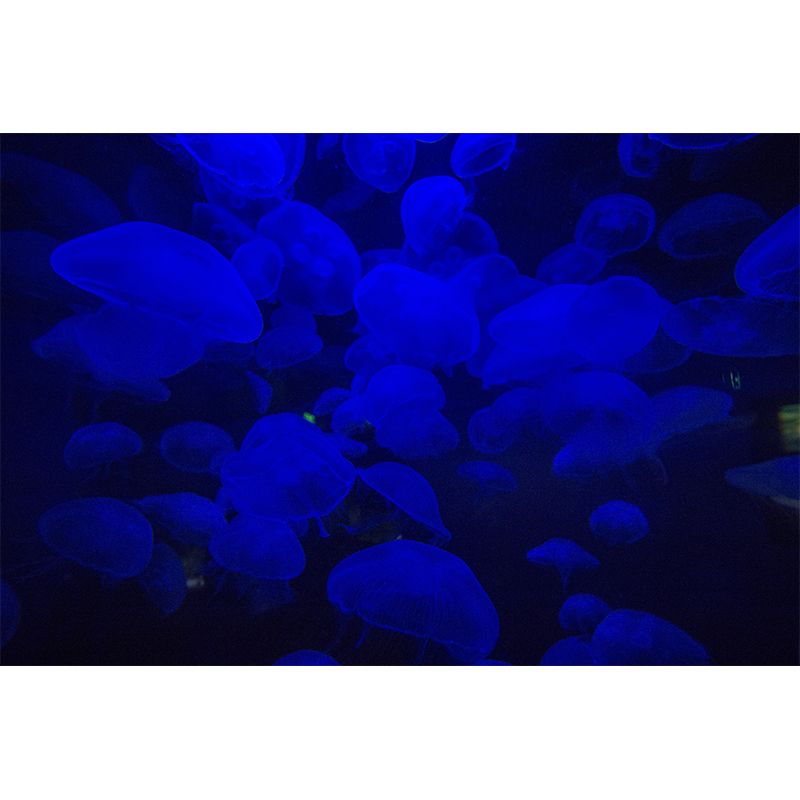 Sea Creatures Murals Moisture Resistant Contemporary Sleeping Room Wall Decoration