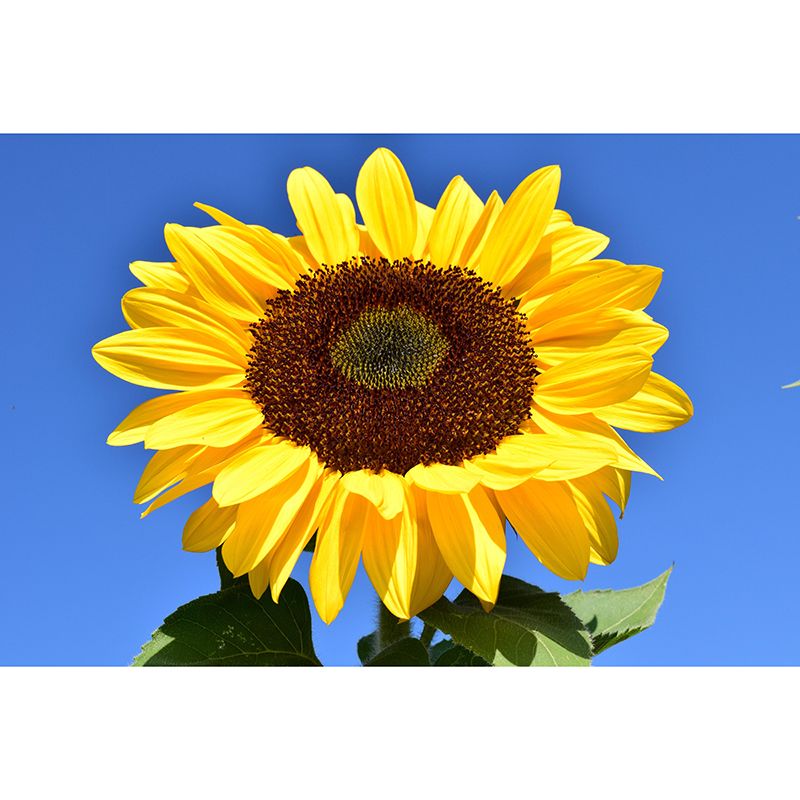 Sunflower Mural Wall Covering for Living Room Decorative Mildew Resistant Wallpaper