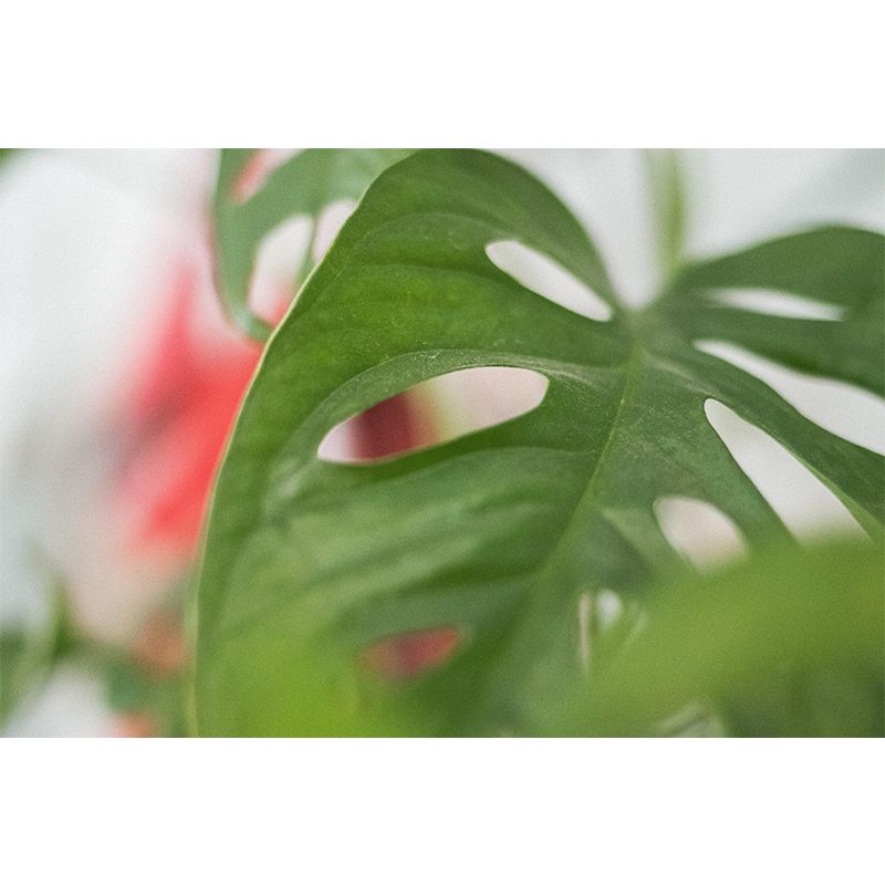 Customized Tropical Monstera Mural Wallpaper Kitchen Murals Backsplash Mildew Resistant