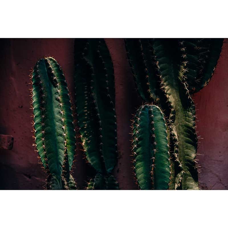 Plant Wall Murals Tropical Moisture Resistant Wall Covering, Custom Size