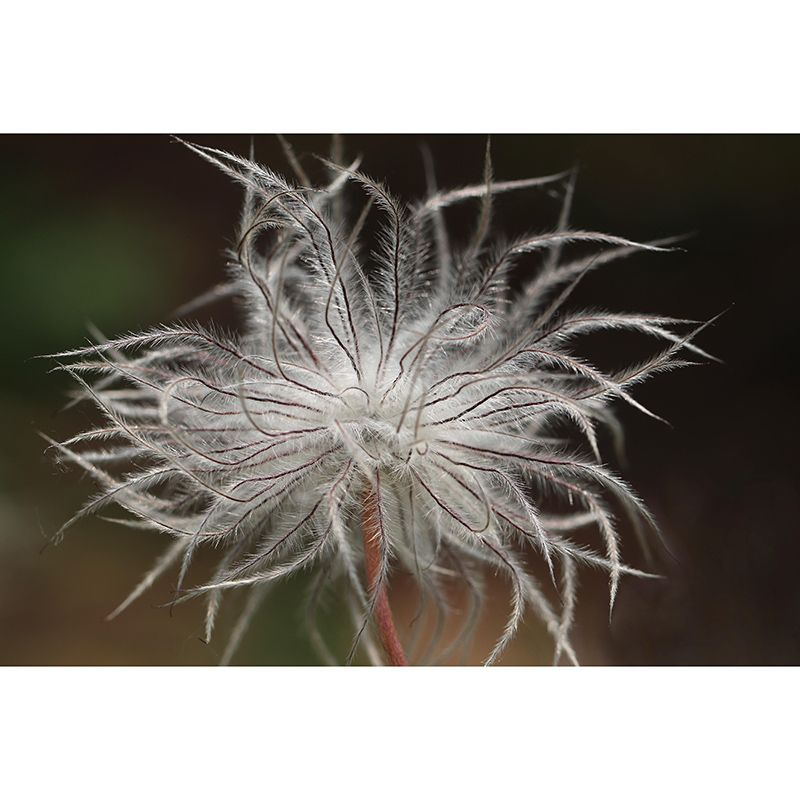 Pulsatilla Flower Wall Decor Mural Moisture Resistant Living Room Wall Covering