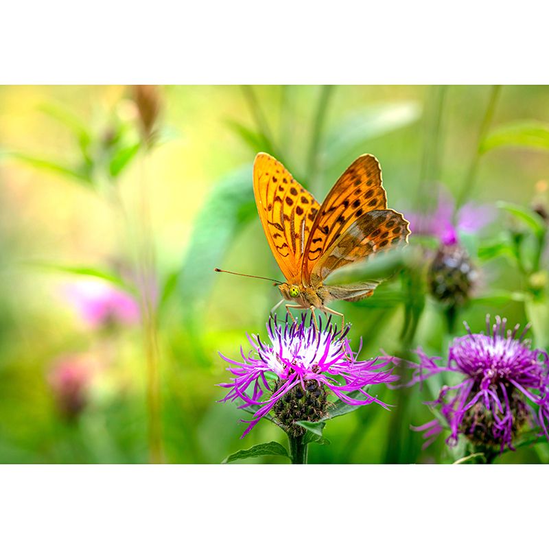 Silver Washed Fritillary Mural Contemporary Photography for Living Room Decoration