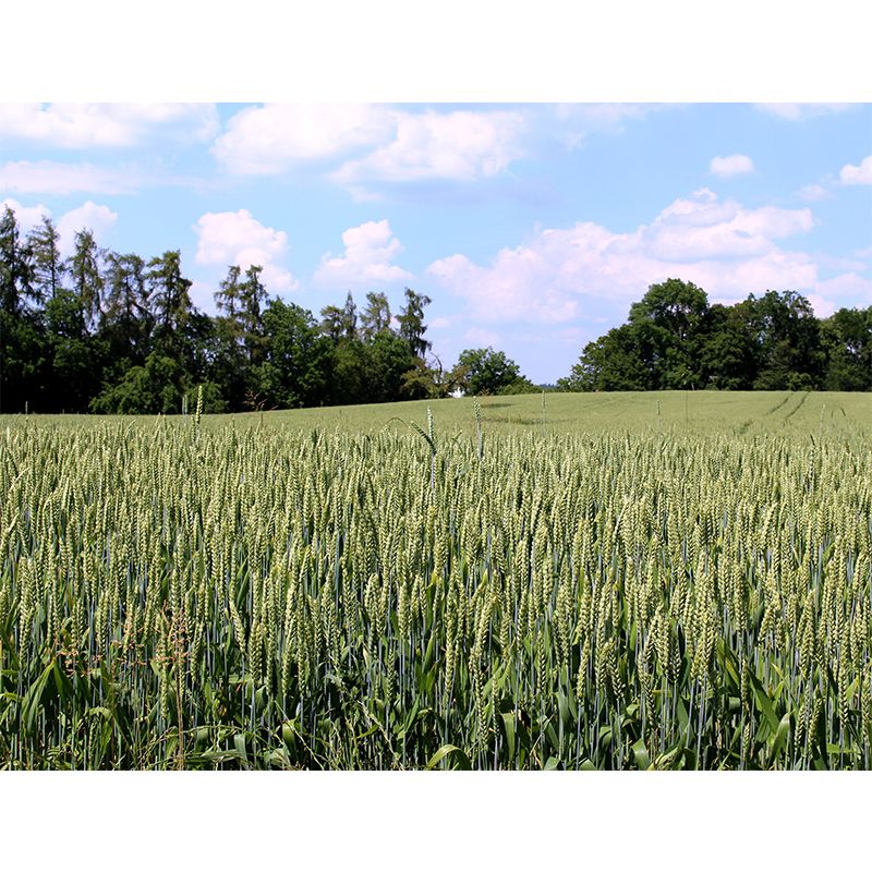 Photography Wheat Field Landscapes Mural Wall Decor Mildew Resistant for Decoration