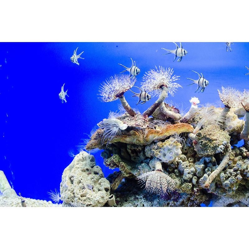 Sea Creatures Mural Wall Covering Decorative Mildew Resistant for Bedroom