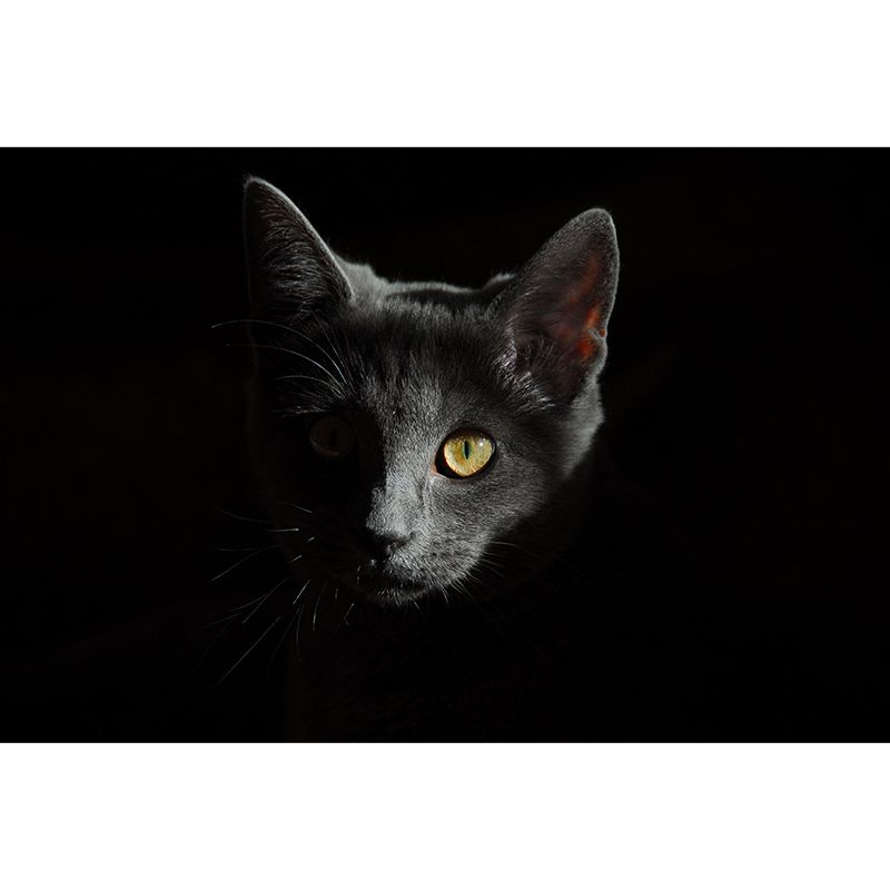 Photography Stain Resistant Mural Wallpaper Cute Cats Indoor Wall Mural