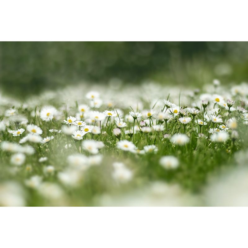 Beautiful Photography Mural Wallpaper Flowers Decorative Indoor Wall Mural