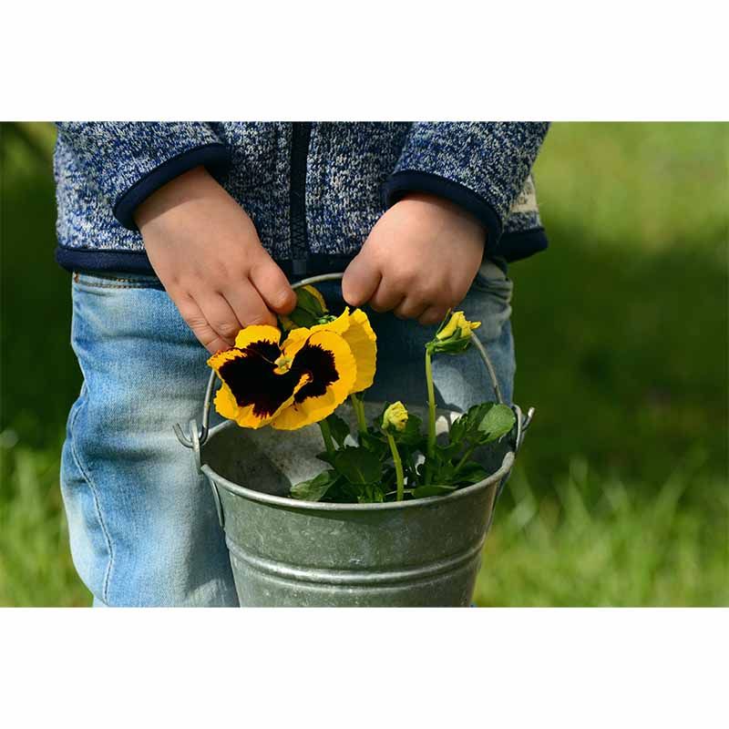 Customized Pansy Wall Mural Environment Friendly Wallpaper for Guest Room