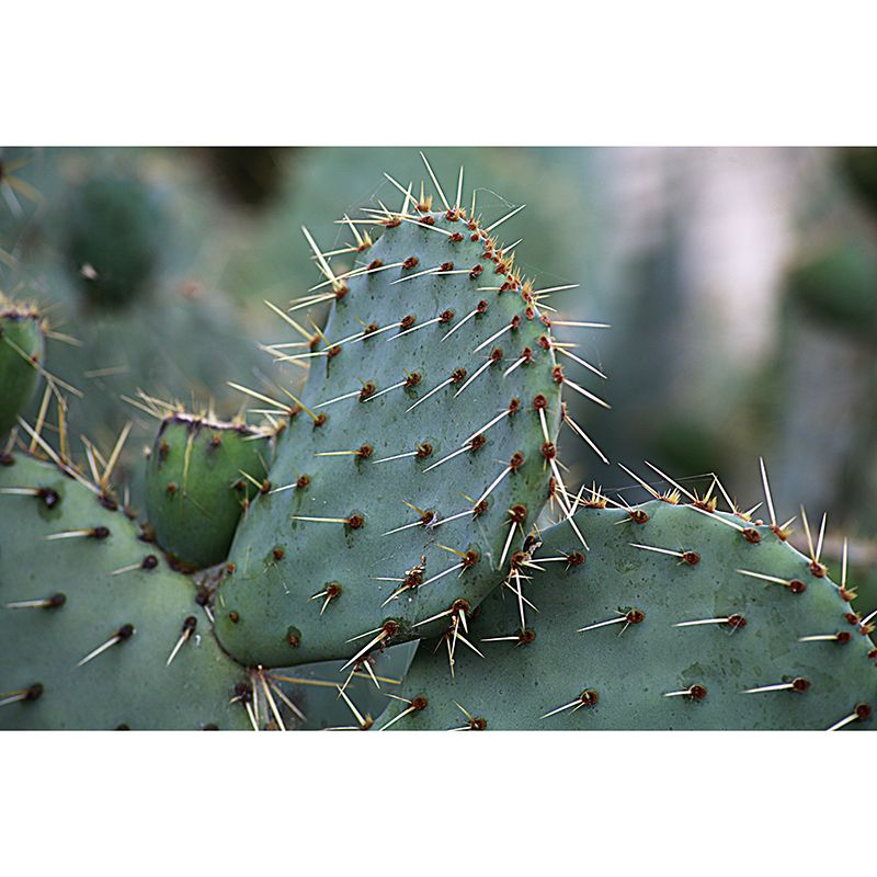 Cactus Plant Wall Mural Contemporary Home Decor for Sitting Room, Water Resistant