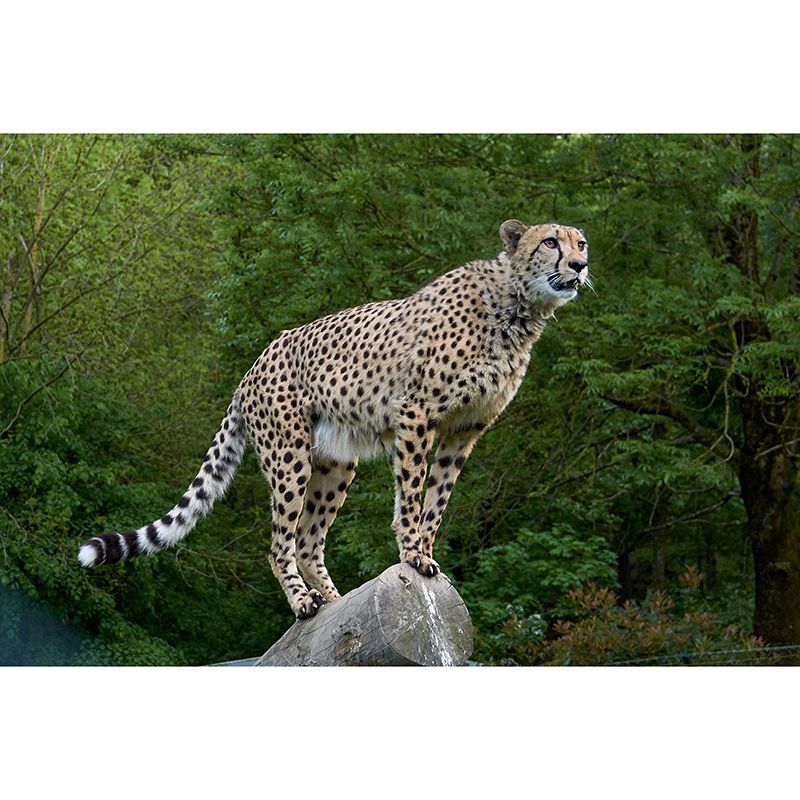 Cheetah Wall Art Decor for Bedroom Living Room Home Decoration, Waterproofing