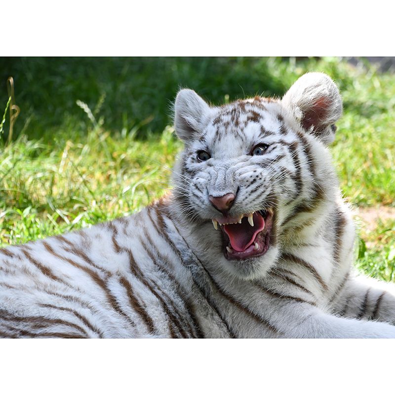 Photography Modern White Tiger Mural Mildew Resistant Dining Room Wall Decor