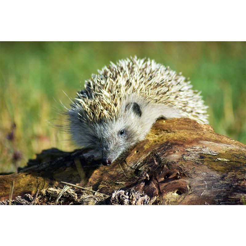 Photography Mural Wall Decor Hedgehog Mildew Resistant Living Room Wall Mural Wall Art