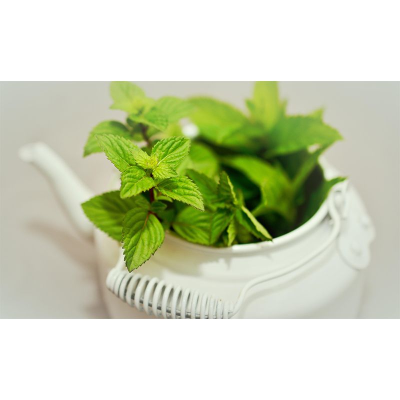 Contemporary Mint Mural Environment Friendly Wallpaper for Living Room