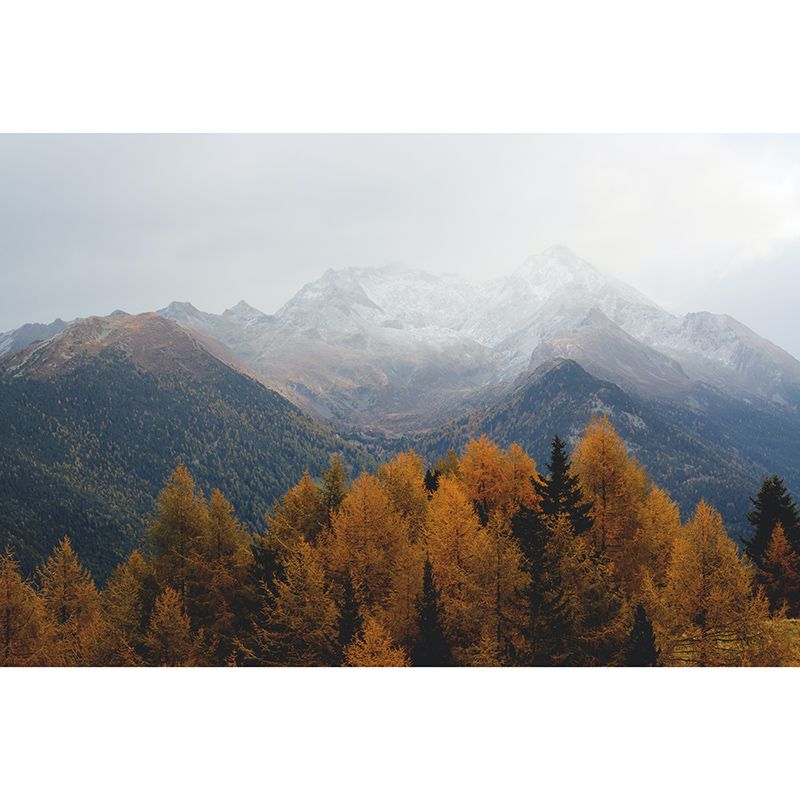 Forest Washable Stain Resistant Wall Mural Wallpaper Sitting Room Wall Mural