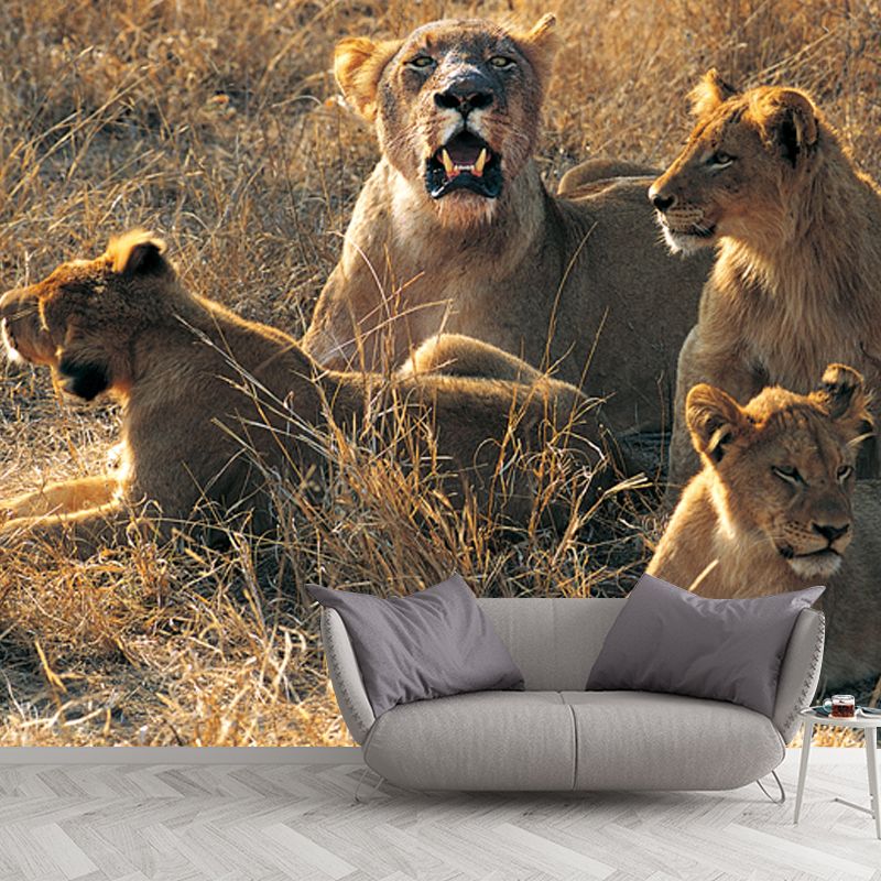 Huge Modern Wallpaper Mural Brown Female Lions Lying on Ground Wall Covering, Custom Made