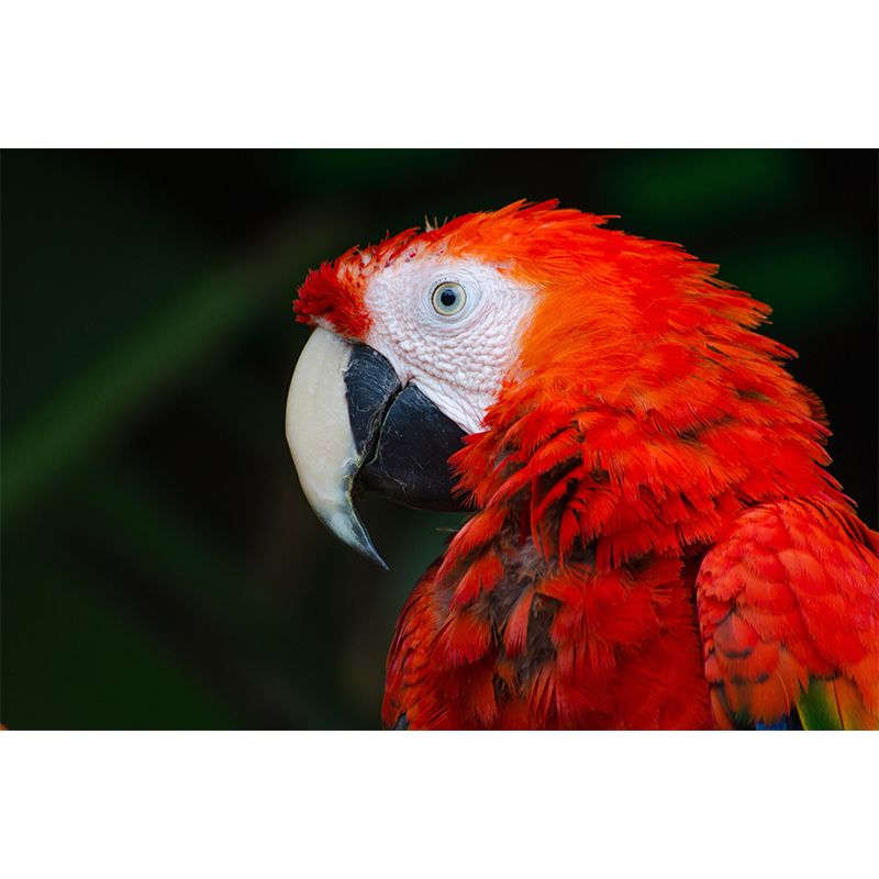 Clever Parrot Murals Moisture Resistant Contemporary Hallway Wall Decoration