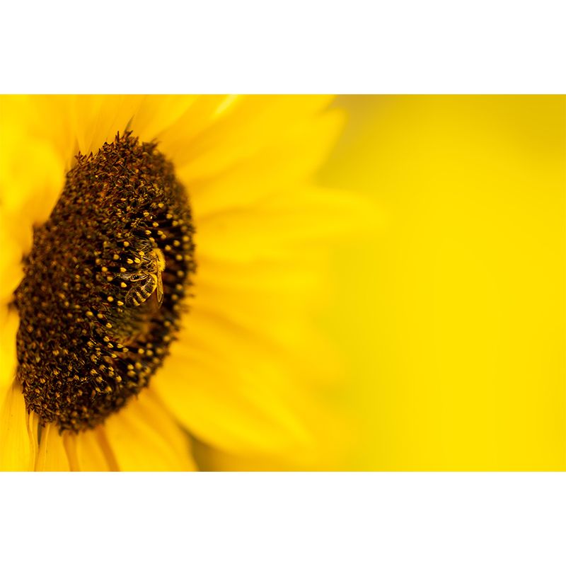 Horizontal Photography Sunflower Wall Mural for Living Room Girls Women Bedroom