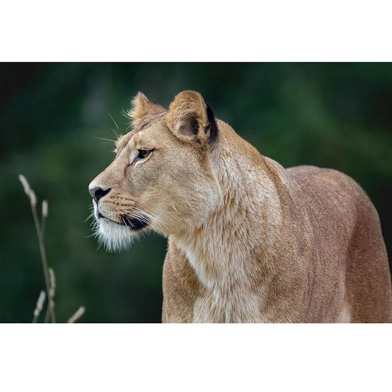 Lion Jungle Animal Mural Decal Contemporary Wall Decor for Bedroom, Stain-Resistant