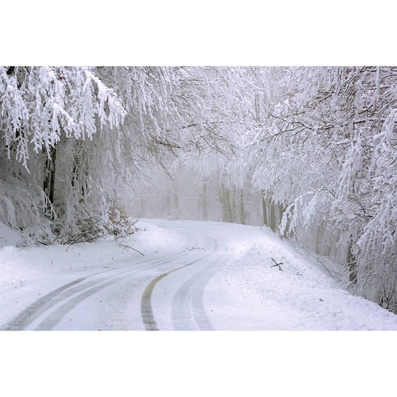 Modern Forest Wall Mural Decor Horizontal Photography Style for Decoration