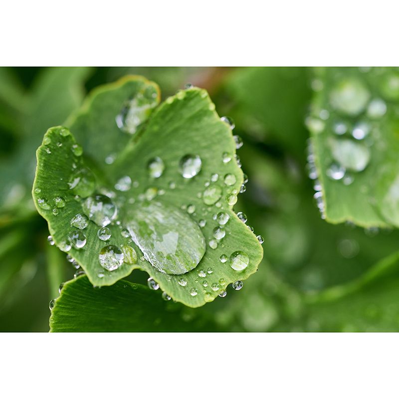 Ginkgo Biloba Moisture Resistant Mural for Sitting Room, Customized Size Available