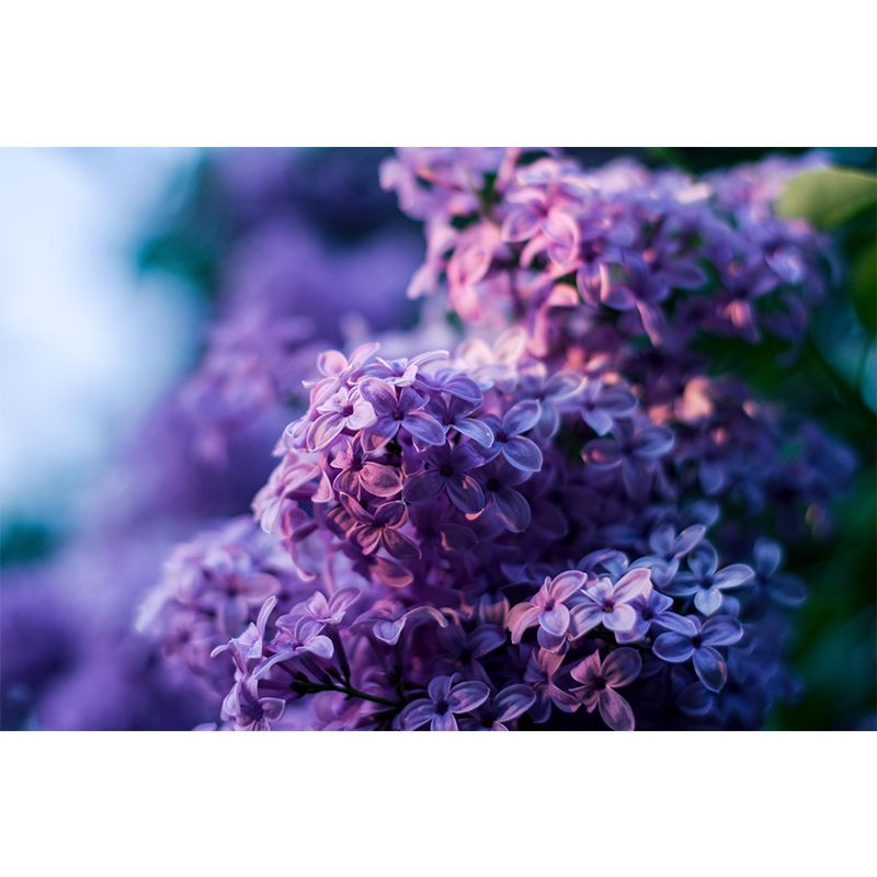 Contemporary Purple Lilac Wall Mural Moisture Decorative Eco-friendly for Home Decor