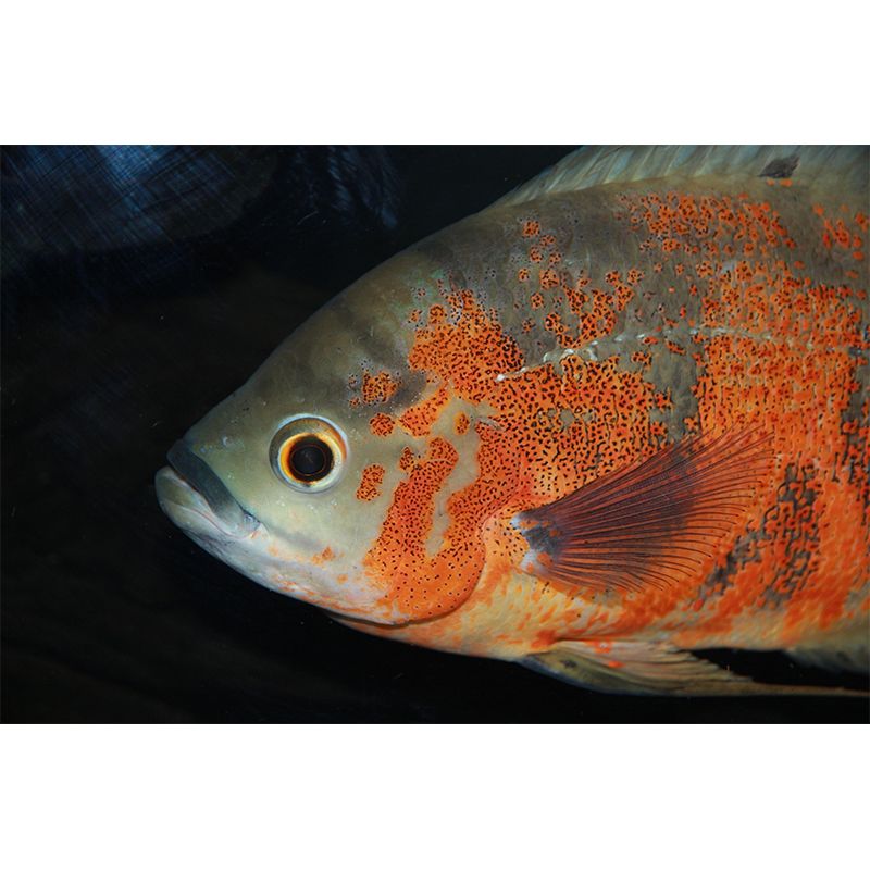 Photography Underwater Wall Mural Contemporary Decorative Wall Murals for Bedrooms