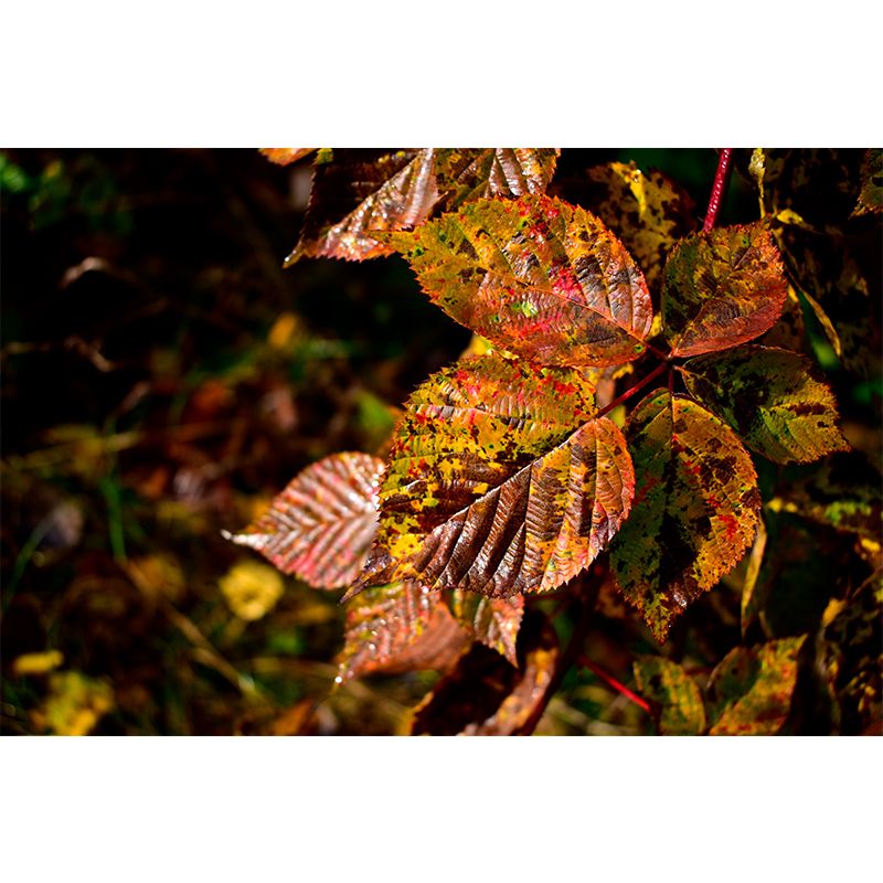 Creen Leaf Wall Mural Decal Stain Resistant Wall Art, Custom Size Available