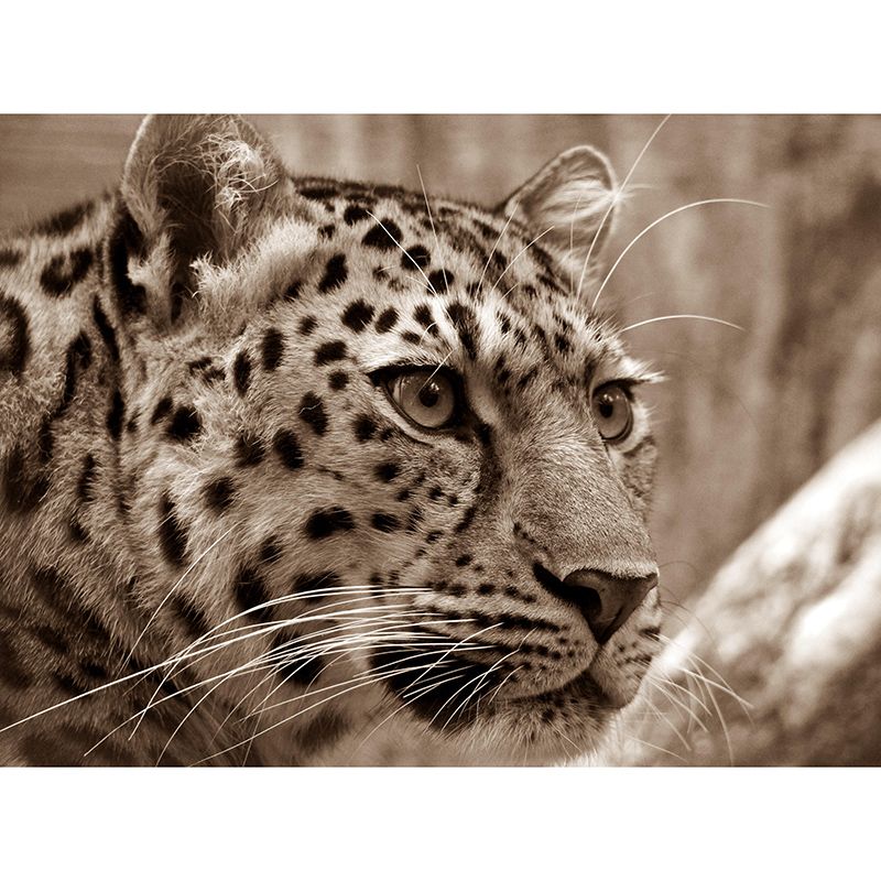 Customized Leopard Portrait Mural Stain Resistant Wall Art for Bedroom