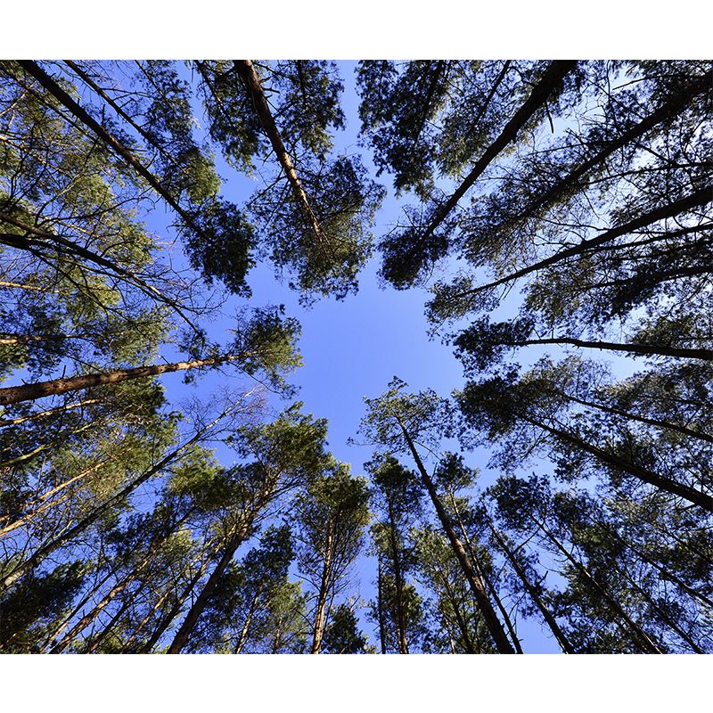 Fancy Scene Style Forest Wall Mural Wallpaper Photography Mildew Resistant for Room