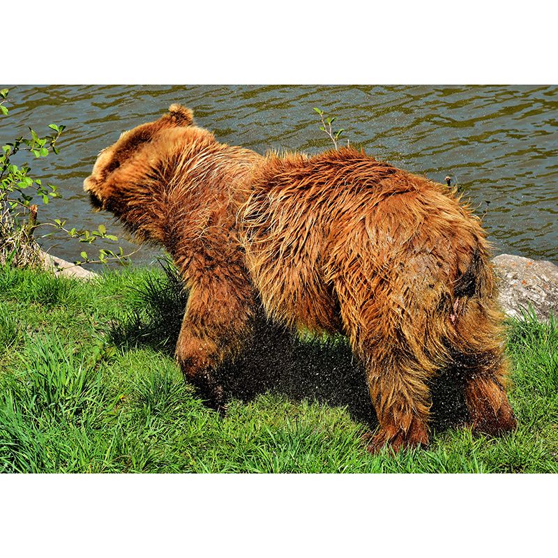 Brown Bear Wall Covering for Living Room Decor, Water Resistant, Customized Size Available