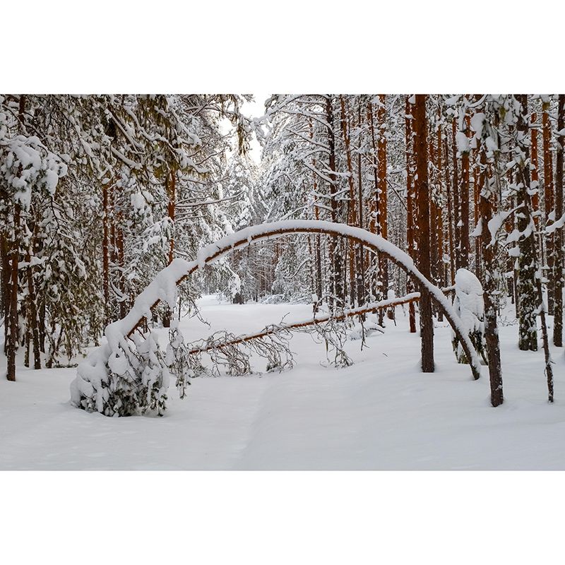 Photography Forest Mural Wallpaper for Living Room Wall Covering in Soft Color