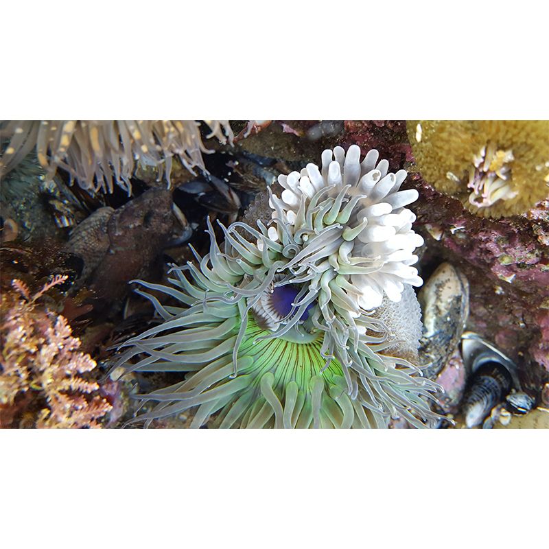 Sea Creatures Mural Personalized Size Wall Covering for Sleeping Room Home Decor