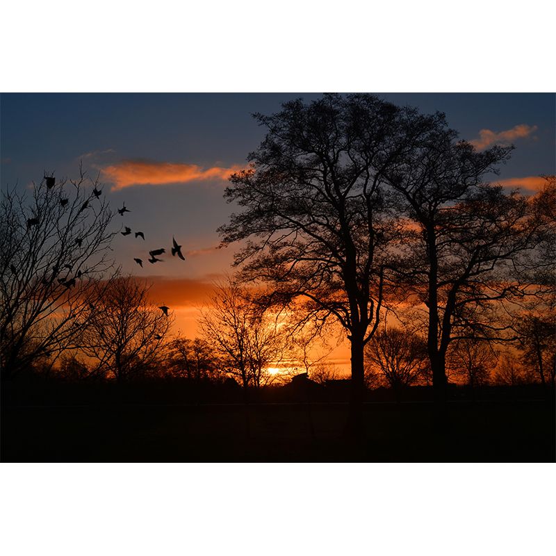 Customized Beautiful Dusk Mural Mildew Resistant for Living Room Decoration