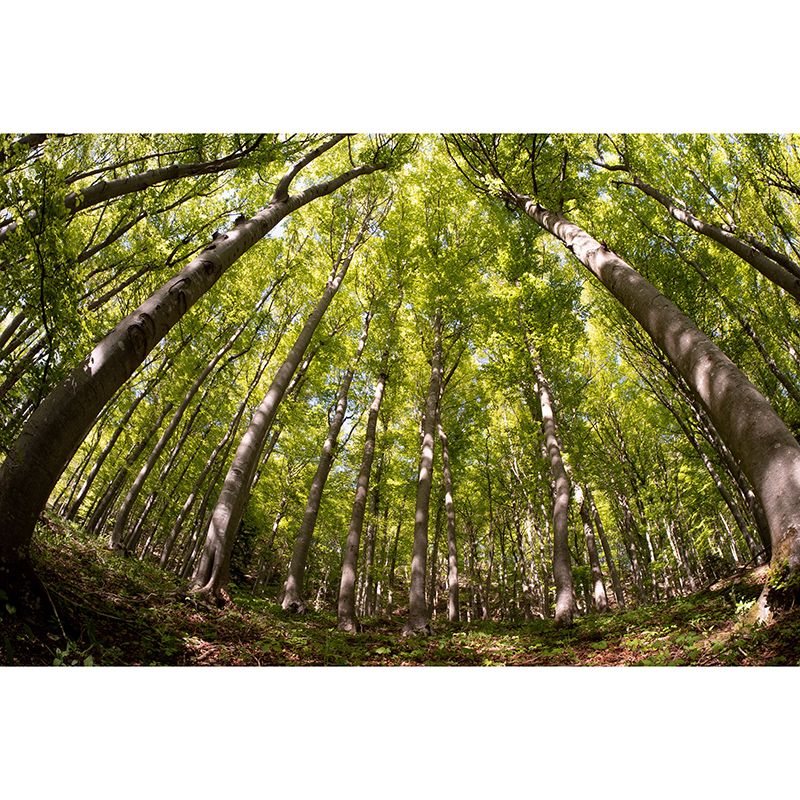 Nature Wall Mural Forest Landscape Mildew Resistant Wall Decor, Personalized Size