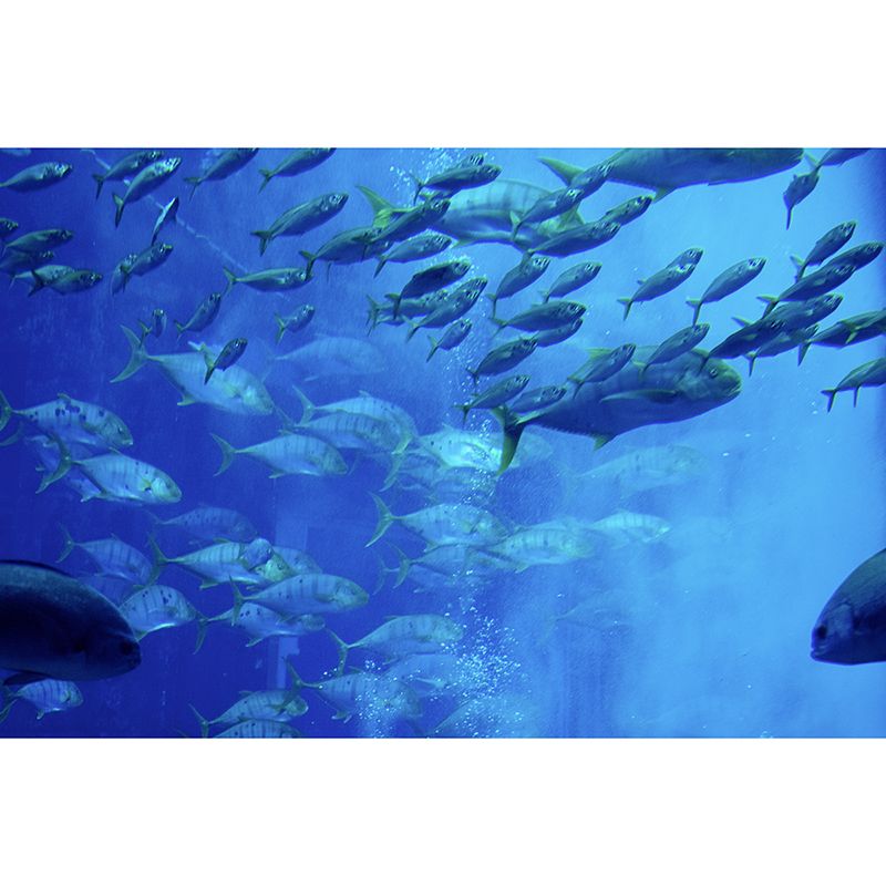 Undersea World Wall Decor for Living Room Sleeping Room, Moisture Resistant